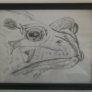 Frog hand drawing